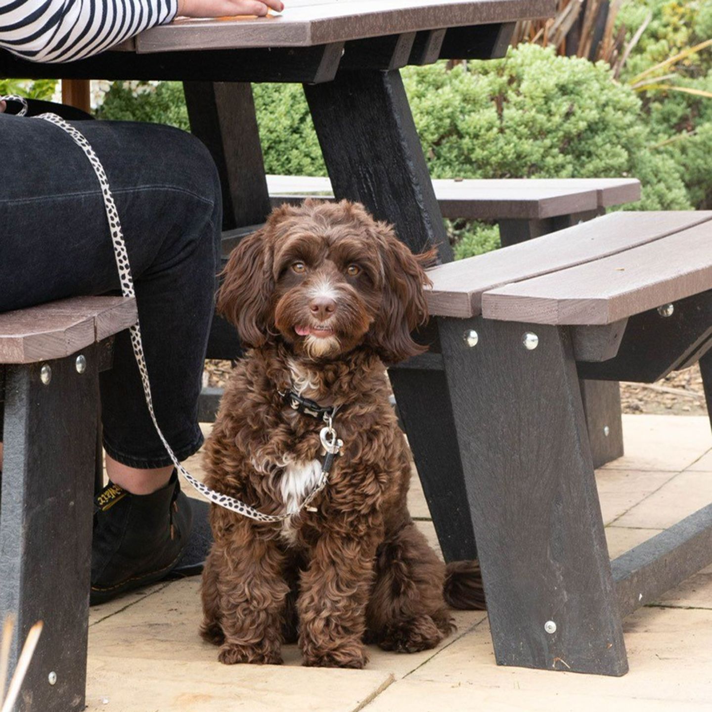 Your local dog friendly pub in Rode Heath